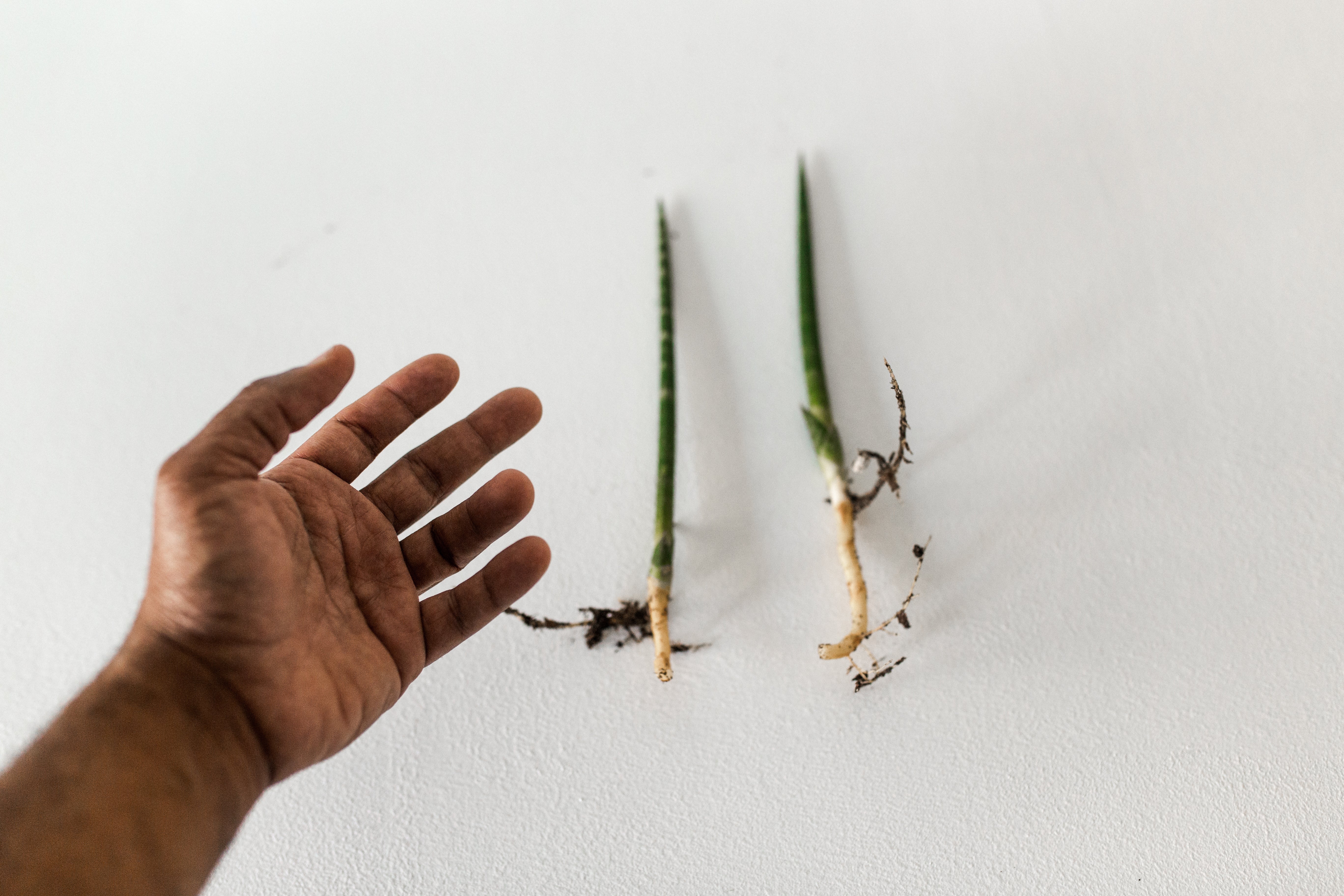 African Spear Plant Cutting